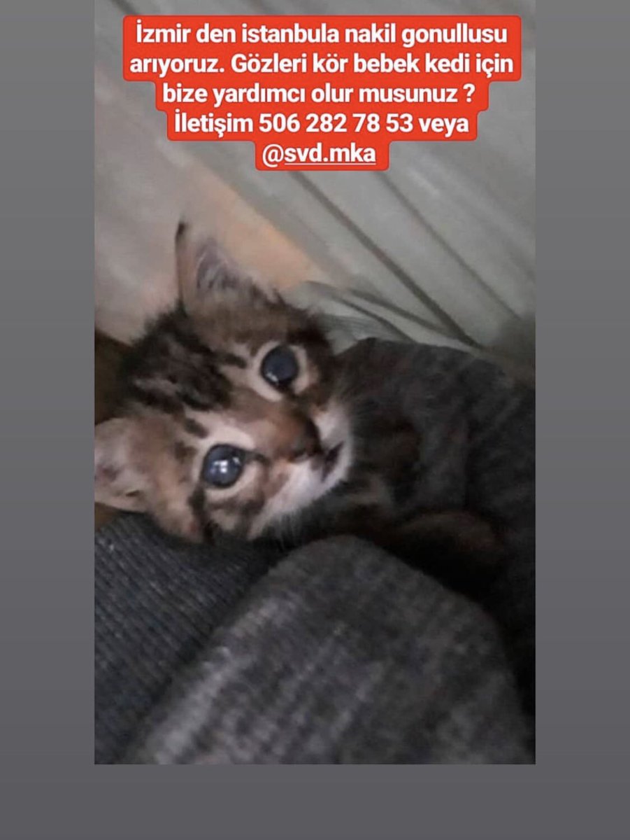 paylaşım desteği istiyorum🙏 zar zor yuva bulundu fakat nakil gönüllüsü bulunamadı