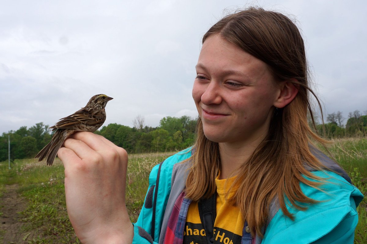 Newman_lab's tweet photo. As the PCR results start rolling in, @uofg undergraduate thesis student @brynn_varcoe is doing a deep dive into a mystery spanning decades for young Savannah sparrows on our study site @BSSkentisland. #ornithology #TheSuspenseIsKillingMe https://t.co/O9gtGbo2Fz