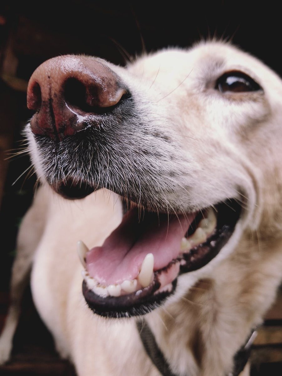 ryan_croman's tweet photo. #RateTheseDogs: This dog makes me smile! How about you? 13/10 https://t.co/hFzv0l392D