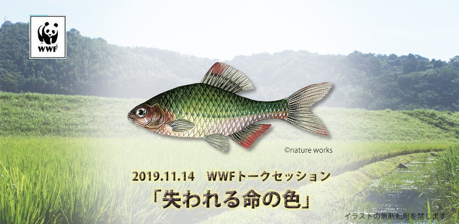 توییتر Wwfジャパン در توییتر 拡散希望 Wwf活動報告会 11 14 夜 東京 メダカやドジョウ タナゴなど 身近な田んぼや水路に生きる魚たちが今 絶滅の危機に 世界的にも貴重な日本の水田生態系を保全する Wwfのプロジェクト報告会を実施します ぜひご参加