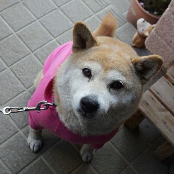 obryso's tweet image. お兄ちゃんは今日は
大阪でお仕事です

今日は 投票頂けたのでしょうか…？

うちの兄が
アイドルグループに
入りたいそうなので
一票 よろしくお願いしますです
yoshimotozaka46vote.com/2ndterm/2ndrou…

宣伝本部長より

#吉本坂2期生オーディション 
#おばらよしお 
#我が家のアイドル #柴犬 #次女 
#おばらはる