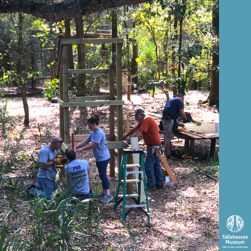 It's National Kindness Day! 

Thank you to our kind sponsors &amp; volunteers!

In October, volunteers from Habitat for Humanity and Pro Roofing made a new climbing structure for our Florida Panther. 

We are so proud to be a part of this fabulous Tallahassee community. Thank you!