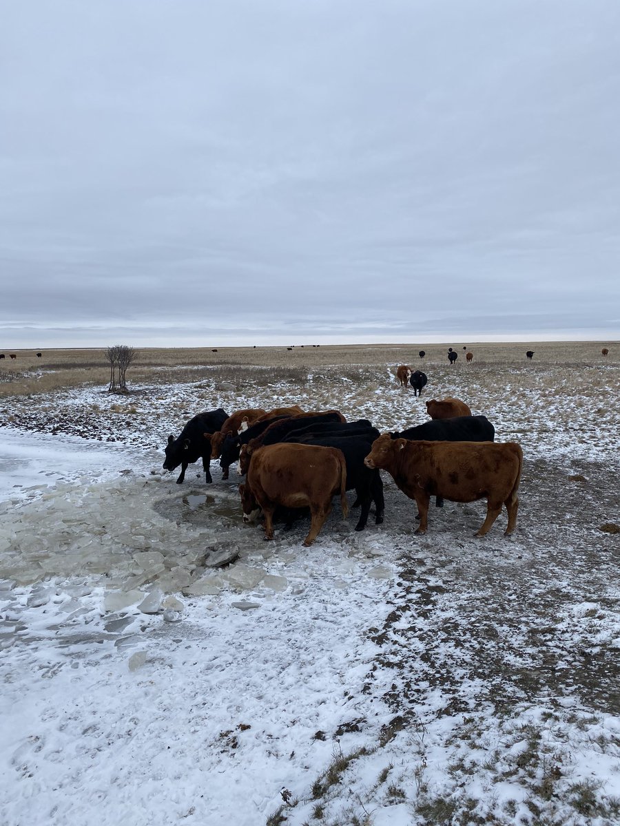Chopping ice for cows, Extended fall grazing