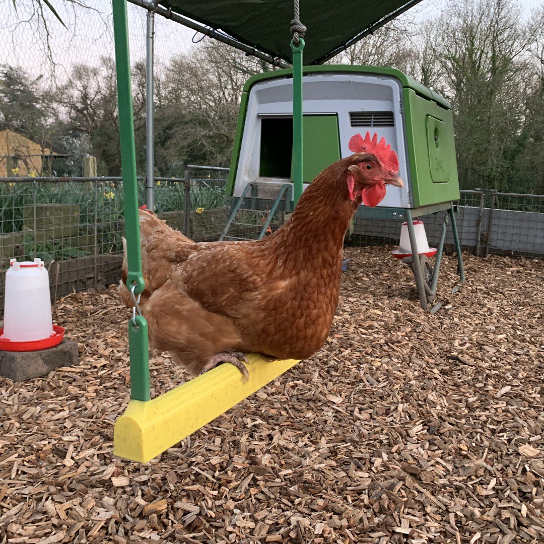 Fresh Start For Hens - Official (@FSFH_Official) | Twitter