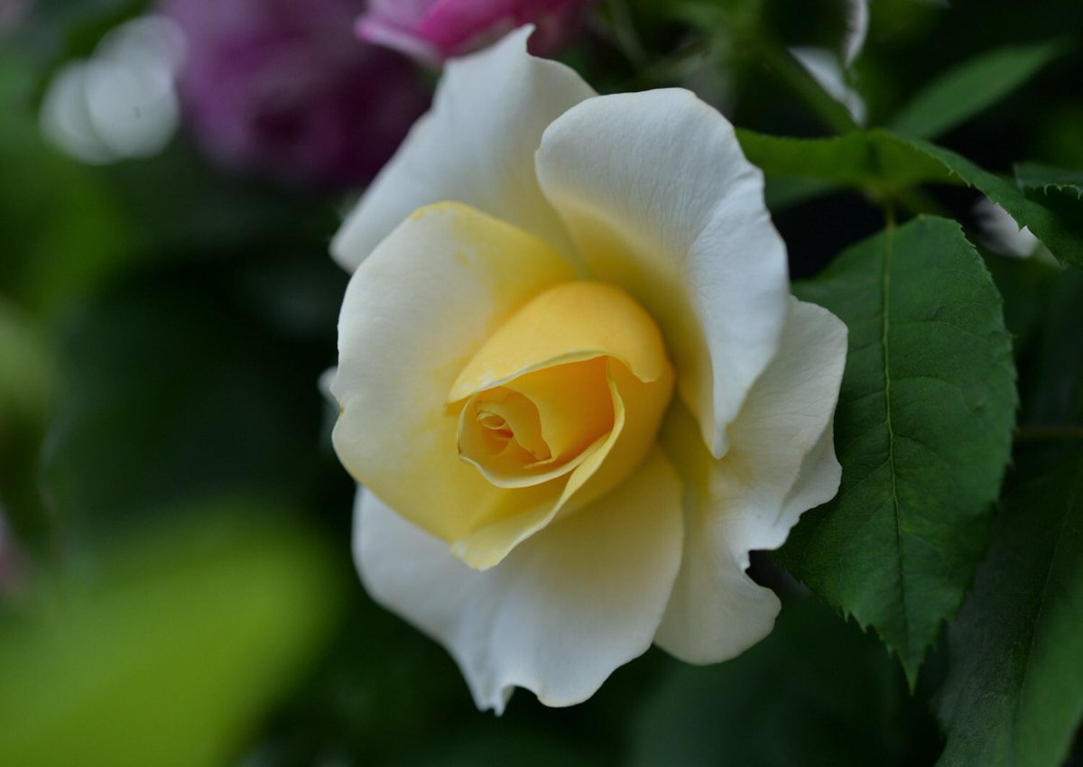 Nozomi 秋のバラは 秋薔薇 あきそうび という呼び名が好きです 春よりも花数が減り 花も少し小ぶりになるようですが 落ち着いて花一輪を静かに味わう時といえるでしょう 花写真 バラ 秋薔薇 キリトリセカイ