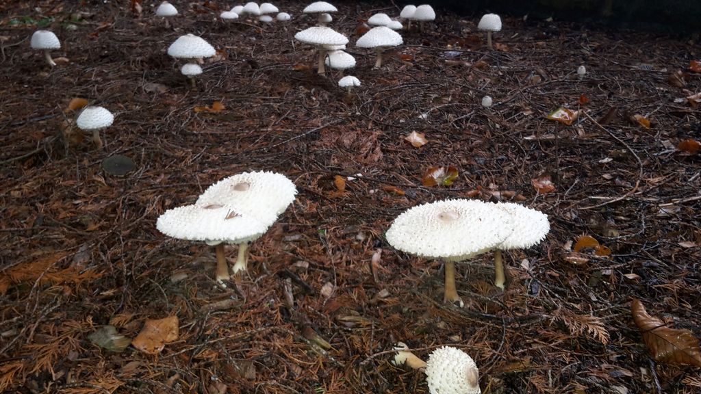 bowcliffehall's tweet photo. MADE•BY•RAIN 
Introducing The Shaggy Parasol aka Chlorophyllum rhacodes &amp; The Common Inkcap aka Coprinopsis atramentaria. Torrential rain has been great for one thing... #mushrooms! Covering the #Bowcliffe Estate &amp; woodland, look out for them as you wander the grounds. https://t.co/LnhltPCWdi