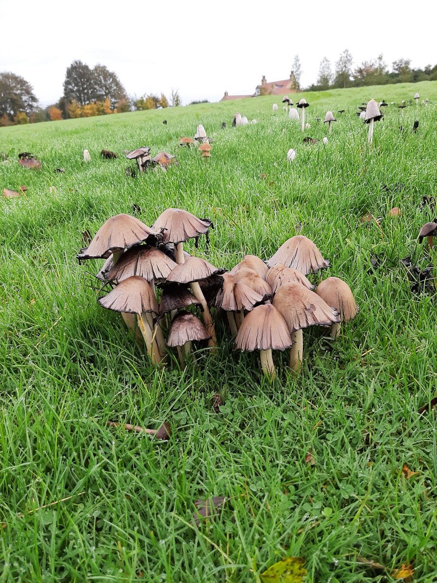 bowcliffehall's tweet photo. MADE•BY•RAIN 
Introducing The Shaggy Parasol aka Chlorophyllum rhacodes &amp; The Common Inkcap aka Coprinopsis atramentaria. Torrential rain has been great for one thing... #mushrooms! Covering the #Bowcliffe Estate &amp; woodland, look out for them as you wander the grounds. https://t.co/LnhltPCWdi