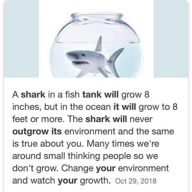 doxismith's tweet photo. 🌸 Bloom and grow 🦈 https://t.co/RM2a8gPMW1