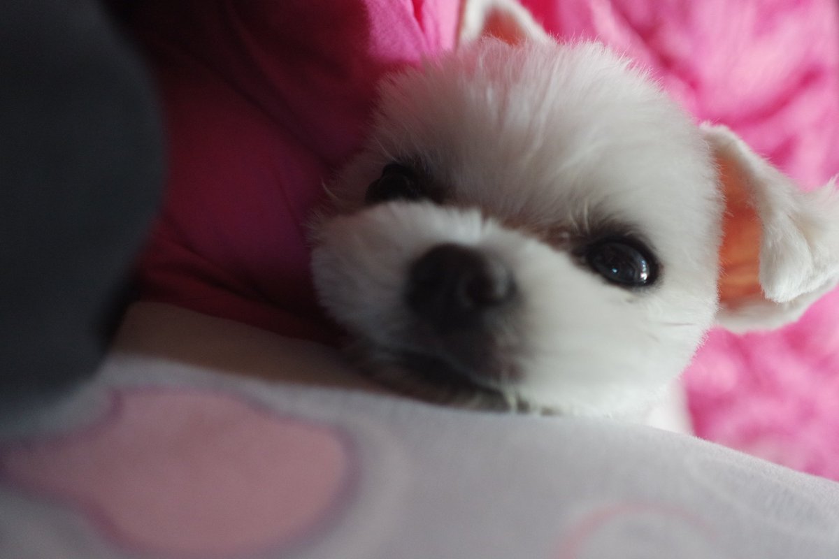 지금도 애기같지만 더 꼬맹이 시절의 삐돌이