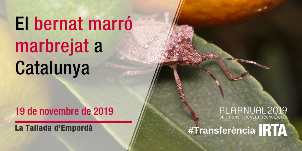 irtacat's tweet photo. ⚠️ Últim dia per inscriure-s'hi!
Jornada tècnica IRTA-DARP: "El bernat marró marbrejat a Catalunya"
🗓️ 19 de novembre
📍 IRTA #MasBadia (Girona)
ℹ️ https://t.co/3aNi22BDUa
#TransferènciaIRTA #PATT2019 #HalyomorphaHalys https://t.co/KM4tunEAda