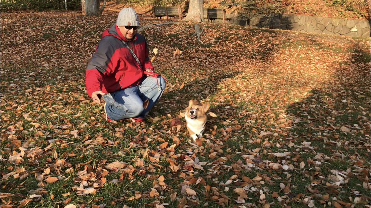 LinaLaLa77's tweet photo. Today may be our last nice fall day. We spent the morning playing in the leaves before the snow comes in tomorrow night.
#gutsthecorgi #welshcorgi #コーギー #byebyefall #WinterIsComing https://t.co/da0D5sbKq6