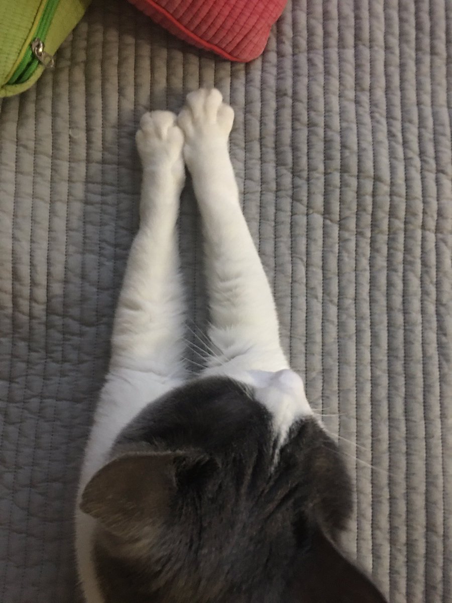 honeybinggot tweet media