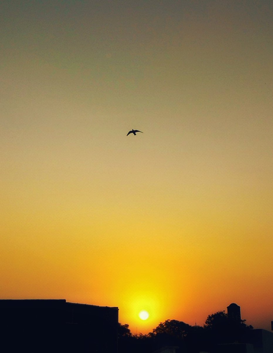 Phir Se Ud Chala. 💫
.
.
.
#sunrise #orangesky #goldensky #skycolour #rays #sunshine #sunlight #clouds #cloudporn #sky #mobilephotography #voiceofvivek #vovphotography