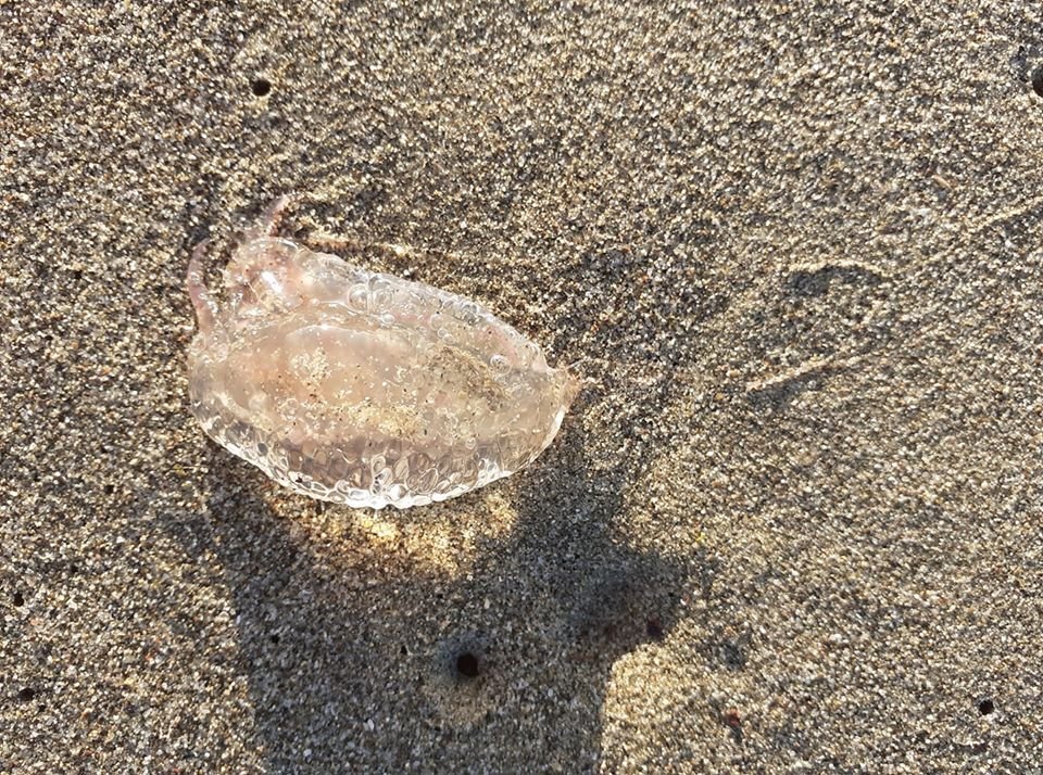 gfversilia's tweet photo. https://t.co/Su6yVLlI9h

sulla riva a Viareggio c'è pieno, dicono che sono pericolosi https://t.co/egzVfXJNc0