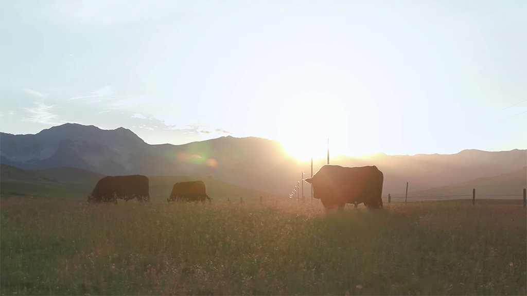 Register for our next #beefwebinar on November 21 at 7pm MST. @GotAGResearch will cover supplementing your cow herd to manage pregnant beef cows for better calf performance. zoom.us/webinar/regist…