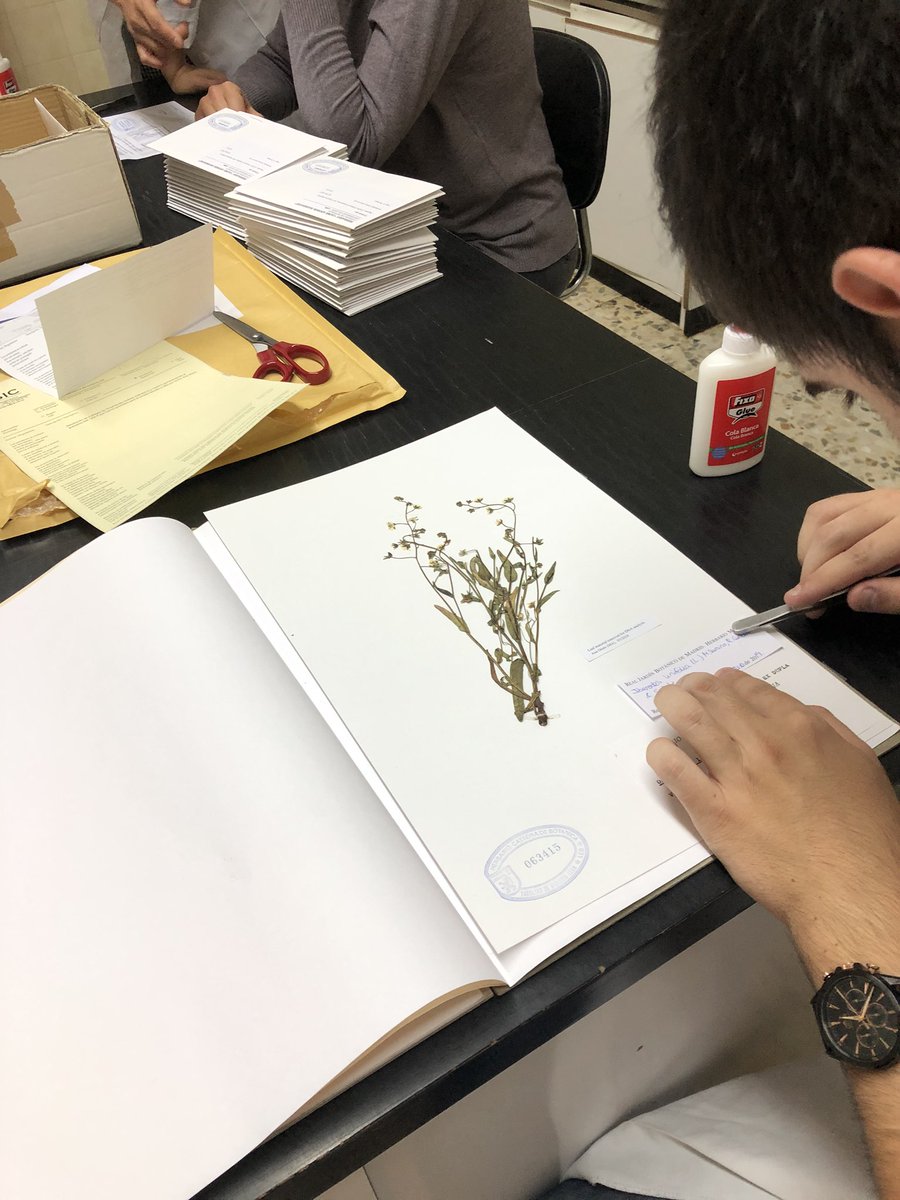 CarmenAcedo's tweet photo. Great day spent @HerbariumLeb @unileon talking with the Curator @EstrellaASaiz about tasks &amp; management in botanical collections. #MasterEEAFF #LearningService Great❗️ See you soon #curation https://t.co/JNUiaM5vKJ