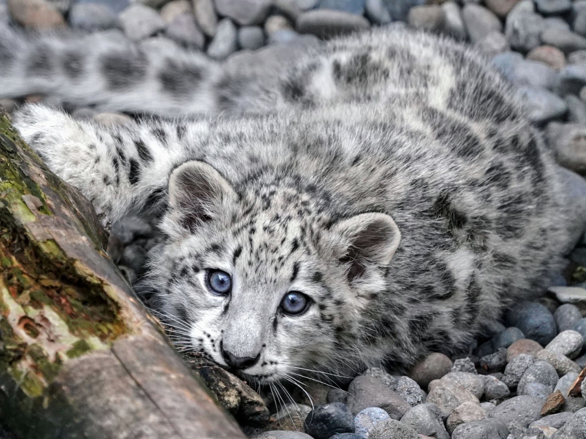 Riku Al Twitter 旭山動物園のユキヒョウのジーマと赤ちゃん 親子ではいチーズ ユキヒョウ 旭山動物園 T Co Qgty2deyah Twitter