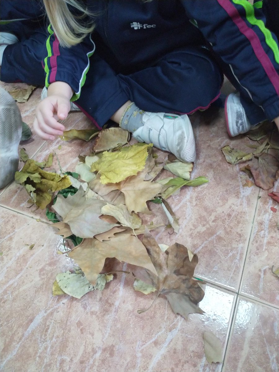 fecsjvmu's tweet photo. ¡Que divertido ha sido pisar las hojas de otoño! #3años se lo ha pasado genial experimentando con sus texturas y olores 🤩🍁🍂 #aprendertocando #otoñollegó https://t.co/qgd71VZIqo