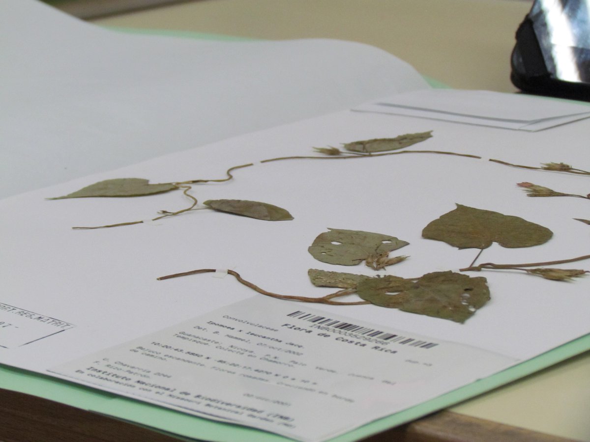 We studied specimens of Ipomoea and related genera (tribe Ipomoeeae, family Convolvulaceae) from all around the world. This, of course, would have been just impossible without an extraordinary resource: HERBARIUM COLLECTIONS!