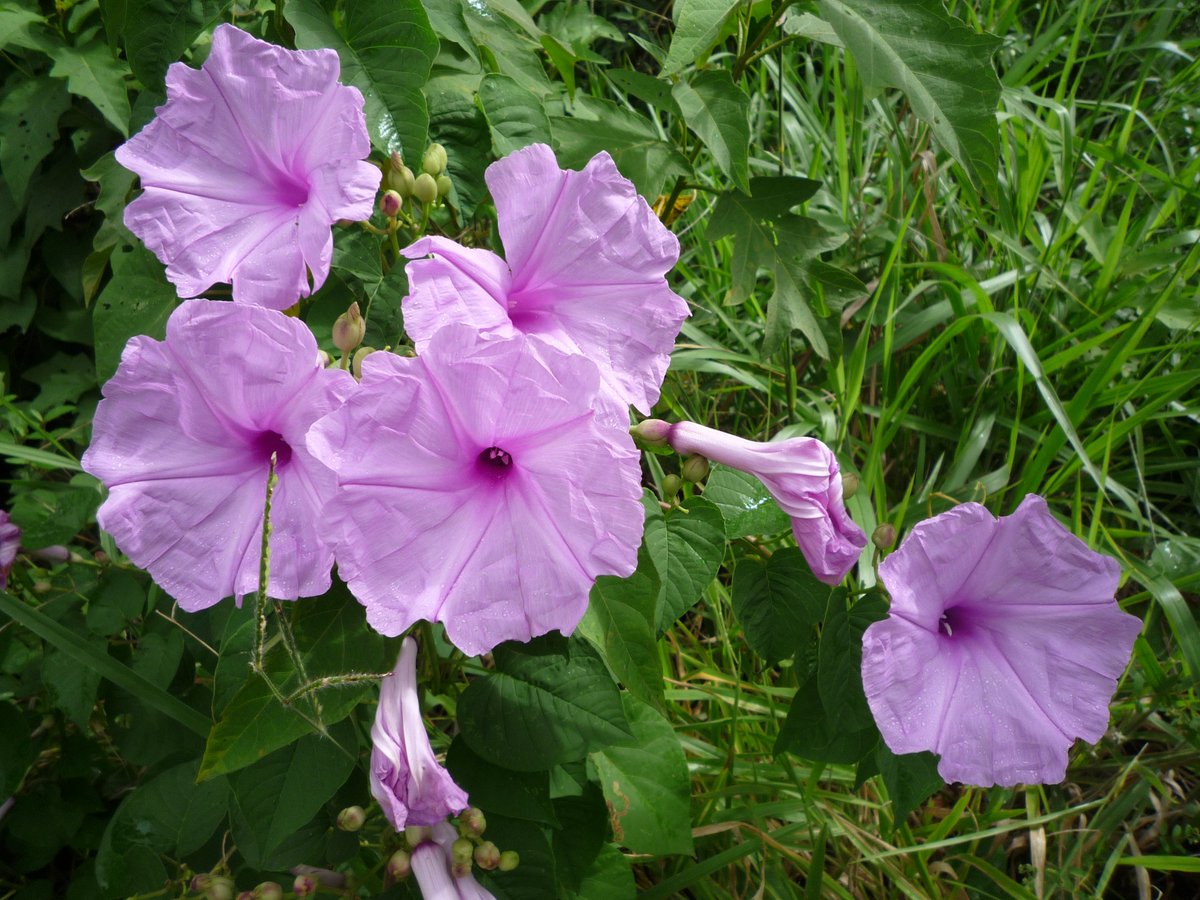 Also, check Fig. 3a highlighting 'Ipomoea' species present in Bolivia. A comprehensive study of the entire genus allowed us to identify their close relatives, even if they do not appear in Bolivia. https://www.nature.com/articles/s41477-019-0535-4/figures/3 (Photo: 'Ipomoea santacrucensis', by John Wood)