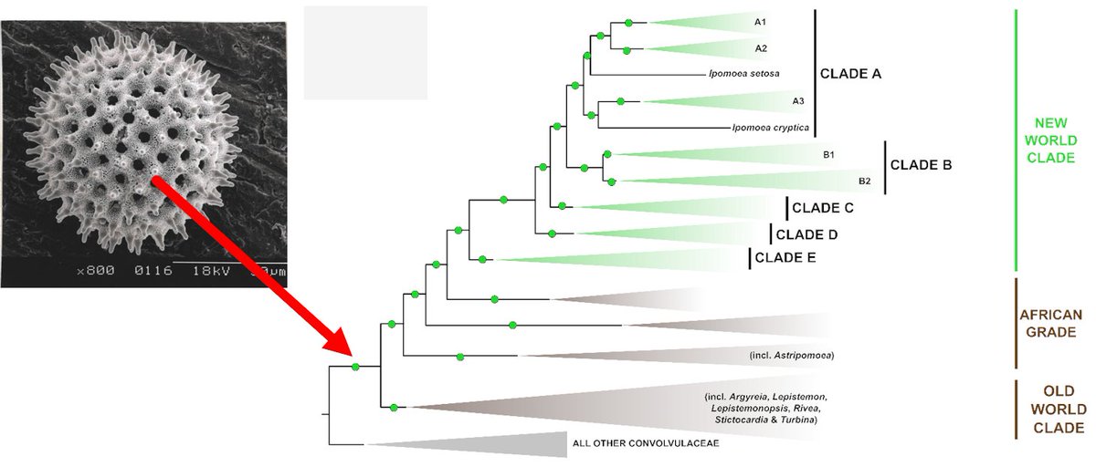 IMPORTANT TAXONOMIC RESULT: we expand Ipomoea to include all members of the tribe Ipomoeeae (Convolvulaceae with spiny pollen). Prev. studies suggested non-monophyly of other previously recognised genera & we confirmed it. All nomenclatural changes here:  https://static-content.springer.com/esm/art%3A10.1038%2Fs41477-019-0535-4/MediaObjects/41477_2019_535_MOESM1_ESM.pdf