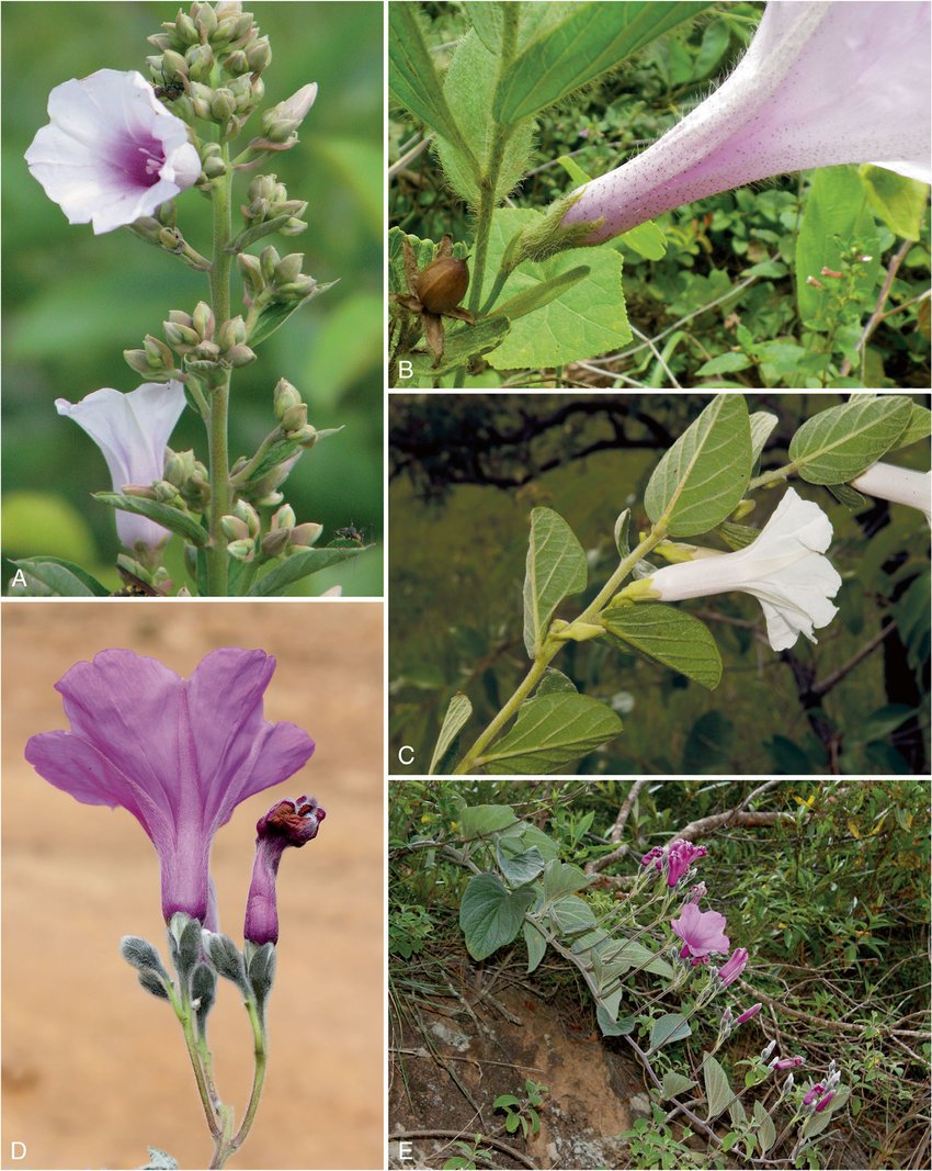 In terms of evolution, we identified two very diverse American clades with high diversification rates, comparable to some of the most iconic evolutionary radiations in the  #PlantKingdom. In the picture, some members of this group (described  @KewBulletin:  https://link.springer.com/article/10.1007/s12225-015-9592-7).