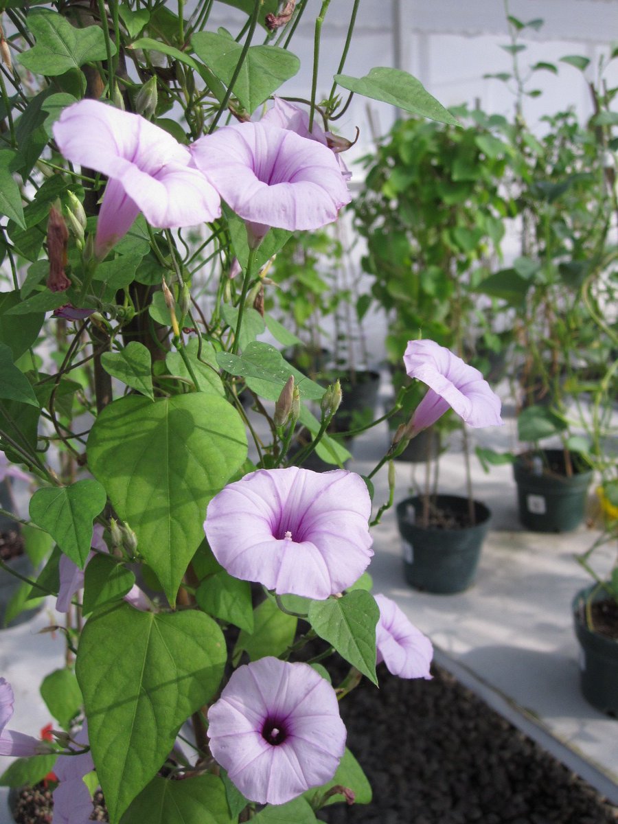 And, of course, there is  #SweetPotato! Important results appeared last year in  @CurrentBiology ( https://www.cell.com/current-biology/supplemental/S0960-9822(18)30321-X), e.g. we published a complete phylogeny of all sweet potato close relatives and identified 'Ipomoea trifida' as its closest relative.