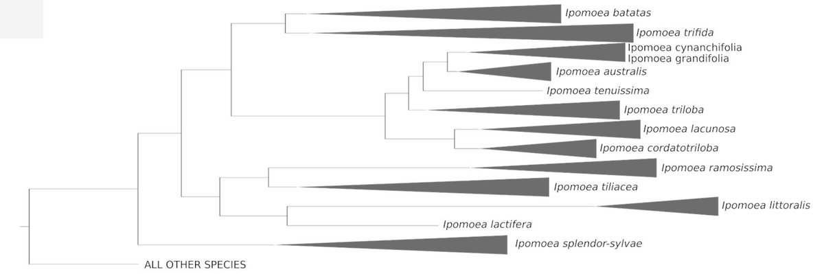 And, of course, there is  #SweetPotato! Important results appeared last year in  @CurrentBiology ( https://www.cell.com/current-biology/supplemental/S0960-9822(18)30321-X), e.g. we published a complete phylogeny of all sweet potato close relatives and identified 'Ipomoea trifida' as its closest relative.