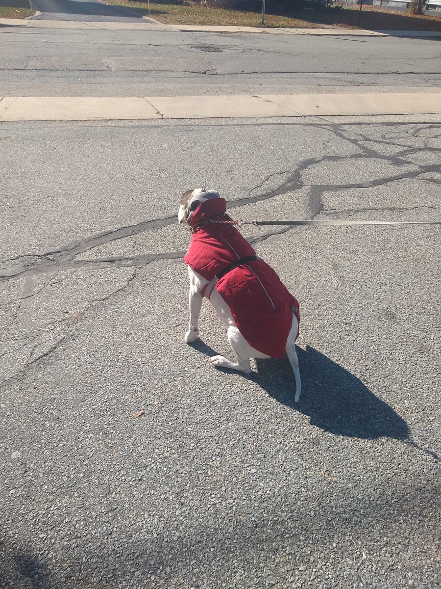 rexthetvterrier's tweet image. 18° out?  Go walk yourself
#protest #notmoving #Anchor #IRefuse
