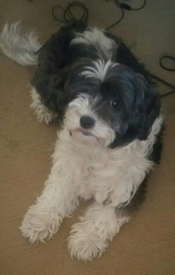 SARA 🧨SPOOKED BY FIREWORK🧨 Female #Havanese 10/11/19 (Monday 😞) Lloyd Park #E17 (FIVE DAYS AFTER BONFIRE NIGHT - absolutely heartbreaking) doglost.co.uk/dog-blog.php?d… facebook.com/10000694326270…
