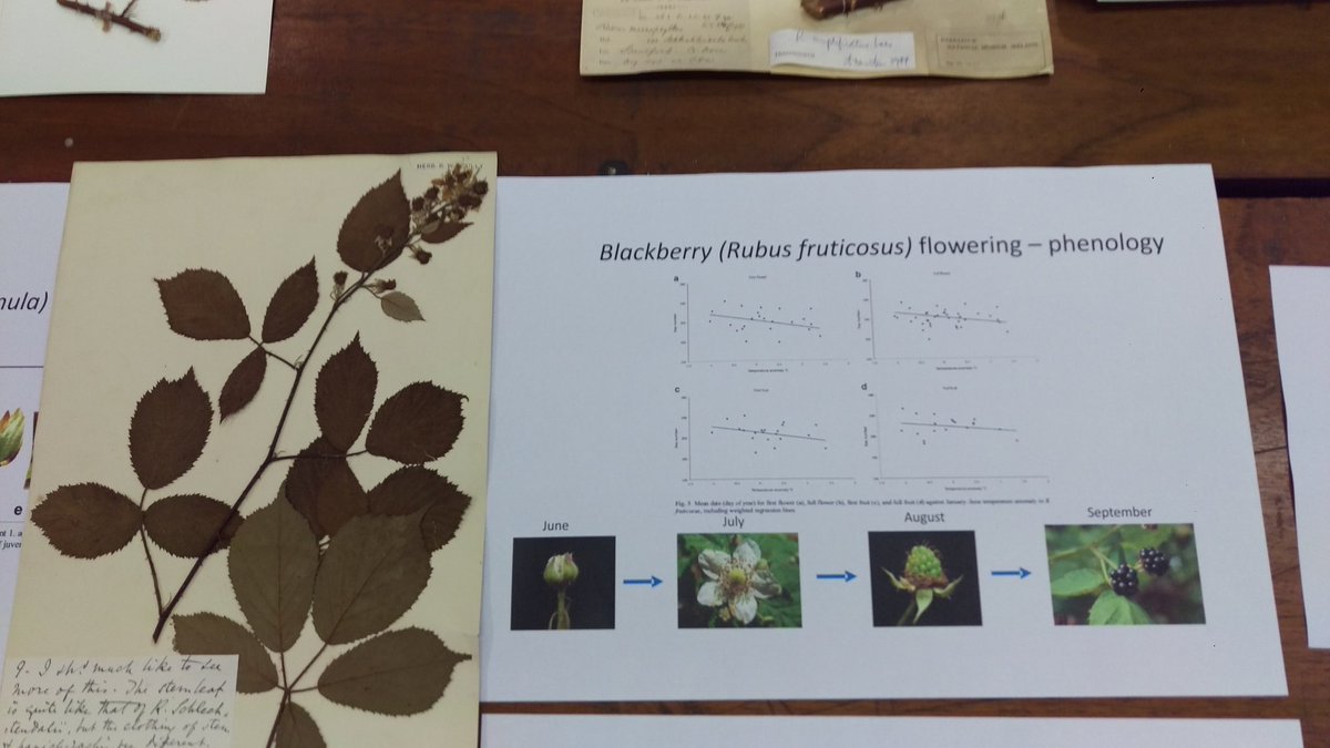 Colin_Kelleher's tweet image. Showing students how herbarium specimens have been used to gather data on the flowering time from the 1800s to the current day #ScienceWeek2019 @NBGGlasnevin #DBNherbarium