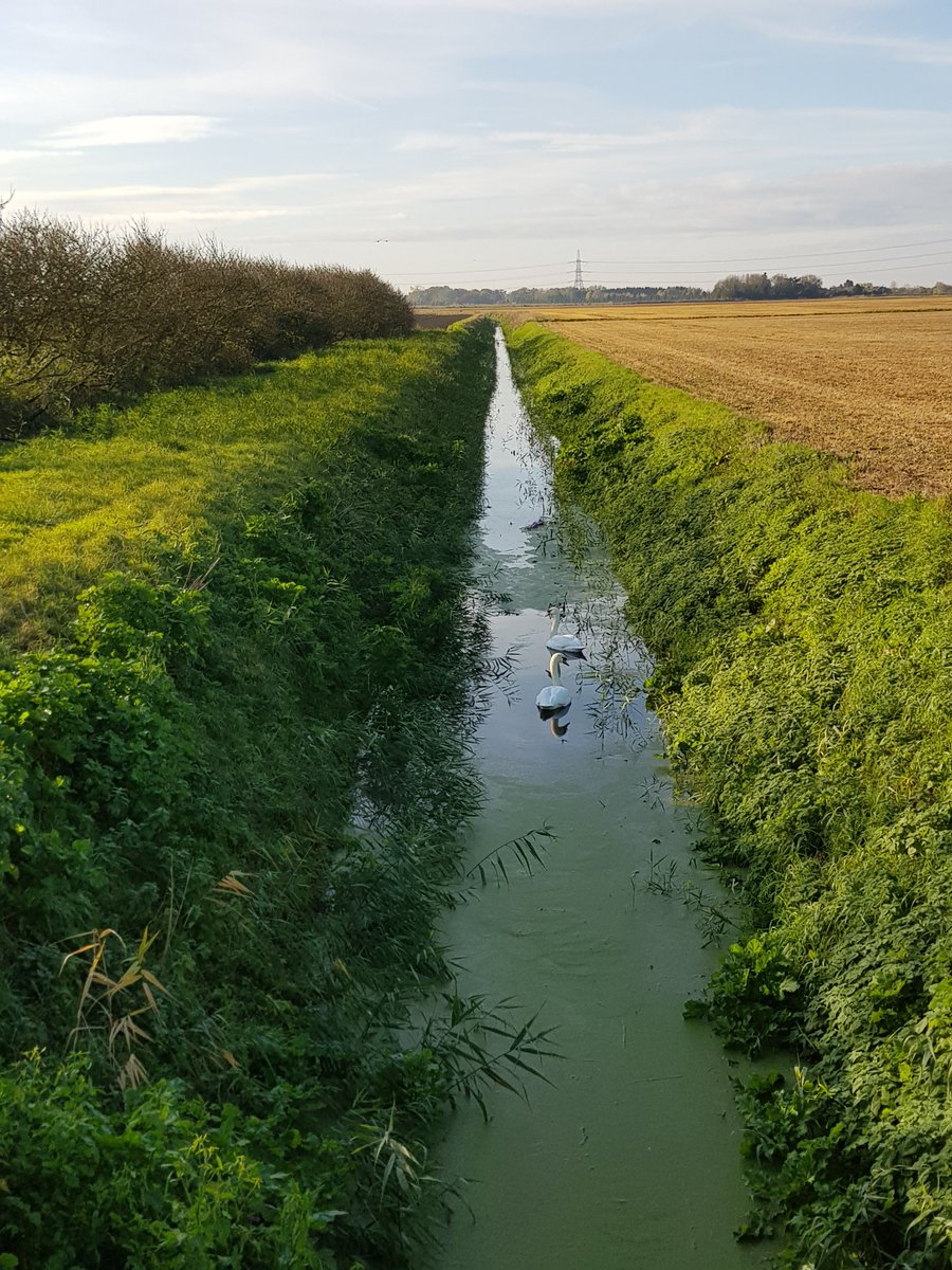 The fens bathed in November sunshine this morning. #fenland #cyclingthefens #fenlandnature
