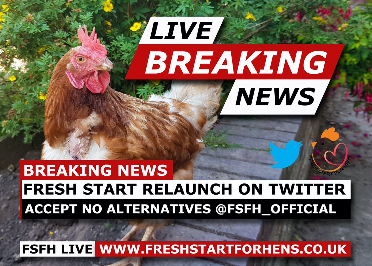 Did you know we relocated our #Twitter page and relaunched with <a href="/FSFH_Official/">Fresh Start For Hens - Official</a> back in September? 

#RescueHens #RescuePets 

<a href="/ChickenGuards/">ChickenGuard™</a> <a href="/omlet/">Omlet UK</a> <a href="/MarriagesFeed/">Marriage's Feed</a> <a href="/farmandpetplace/">Farm and Pet Place</a> <a href="/TheMacsFarm/">The Macs Farm</a> <a href="/DengieHorseFeed/">Dengie Horse Feeds</a> @DodsonHorrell <a href="/Cheshirepetsupp/">CheshirePetSupplies</a> <a href="/AvianVets/">AvianVets</a> <a href="/PetsatHome/">Pets at Home</a> @allenandpage