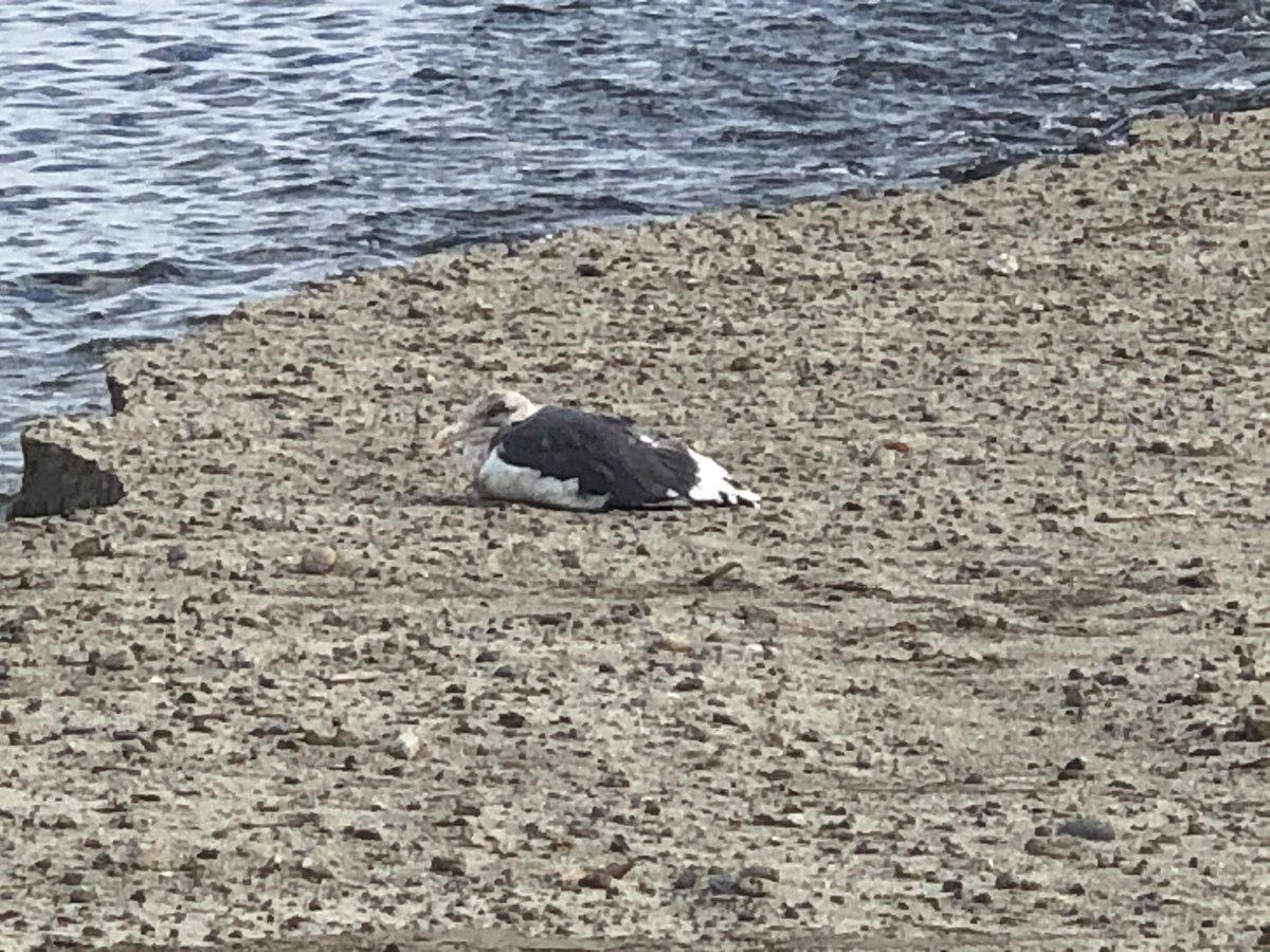 飛べないカモメを見つけました。
近くに行っても逃げません。
近くで釣りをしていた方に頼み、魚を二匹頂き近くにおきました。

美味しそうに食べてくれました。

この飛べないカモメは、今の子どもたちのようです。
子どもたちが自由に飛び回るカモメのように、夢や希望を持てる世の中であってほしい