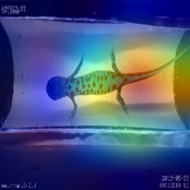 NEWTRAP_project's tweet photo. @NEWTRAP_project produce #newt pictures at a high temporal resolution, requiring automated classification. We used convolutional neural network to classify sexe of #greatcrestednewt. Tail and cloaca is discriminant. #AI @NVIDIAEU https://t.co/EaOZB6rzxZ