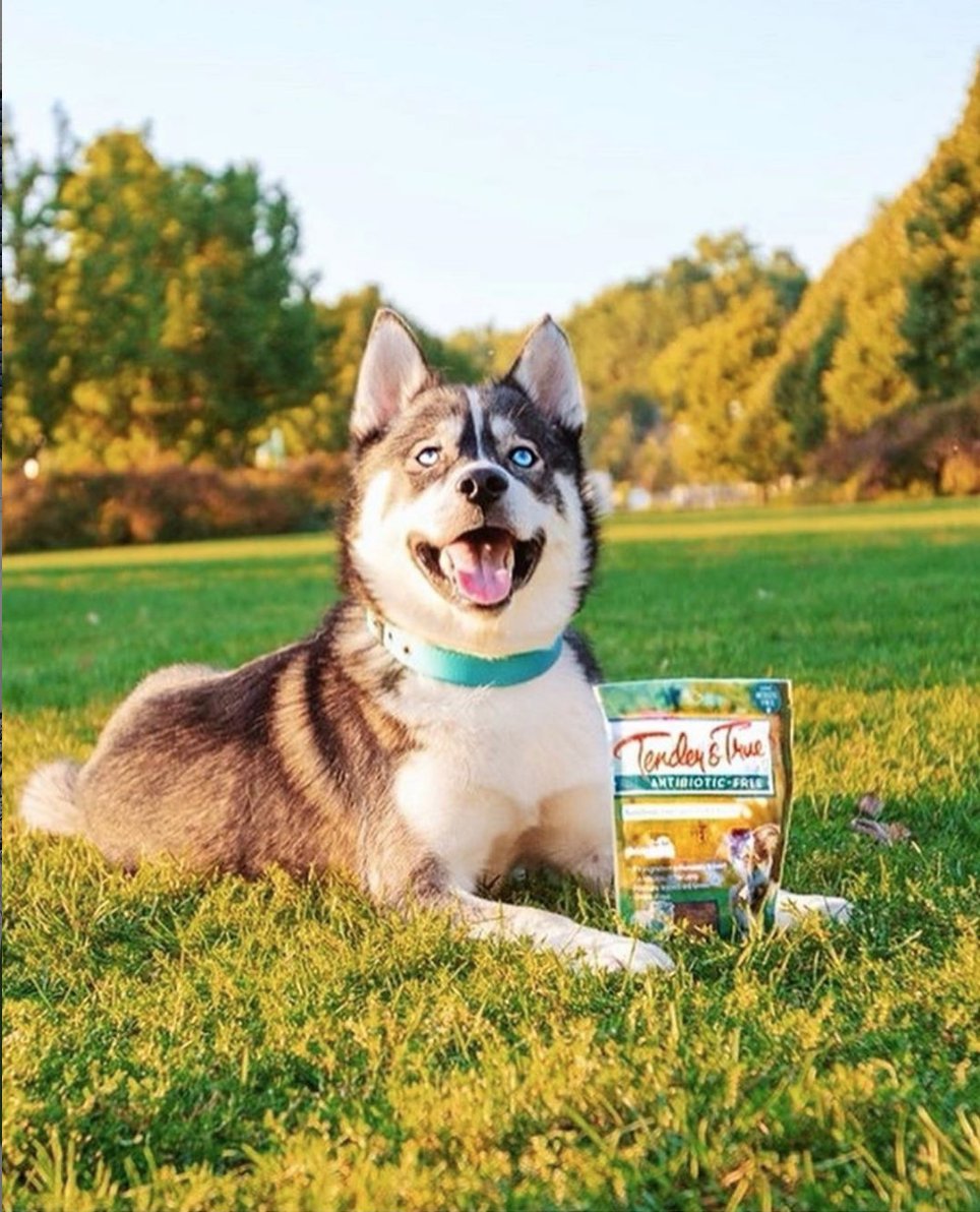 TenderAndTrue's tweet photo. @imbluethesiberian is ready for the weekend...are you? #humpday 😍
.
📸: @dog_bloggers 
.
.
P.S. Even though we have a new look, you can still find our old packaging in stores so go grab your pup a midweek treat 🤤 https://t.co/bv6k4BG0aI