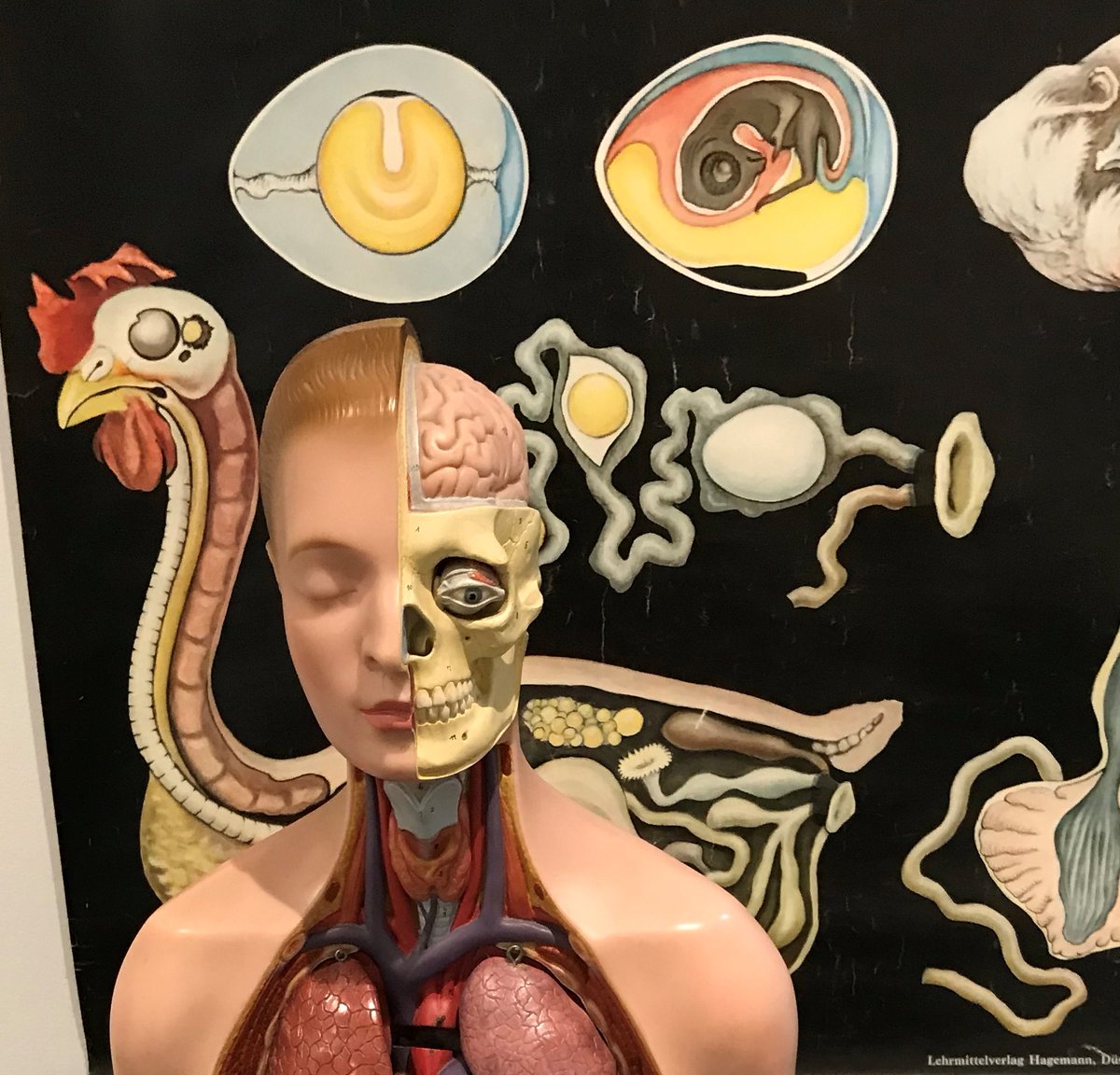De inrichting van de expositie over 150 jaar voortgezet onderwijs in Wageningen vordert gestaag. Nog vier dagen te gaan... <a href="/Pantarijn_hv/">RSGPantarijn</a> #wageningen <a href="/proefwageningen/">Proef Wageningen</a>