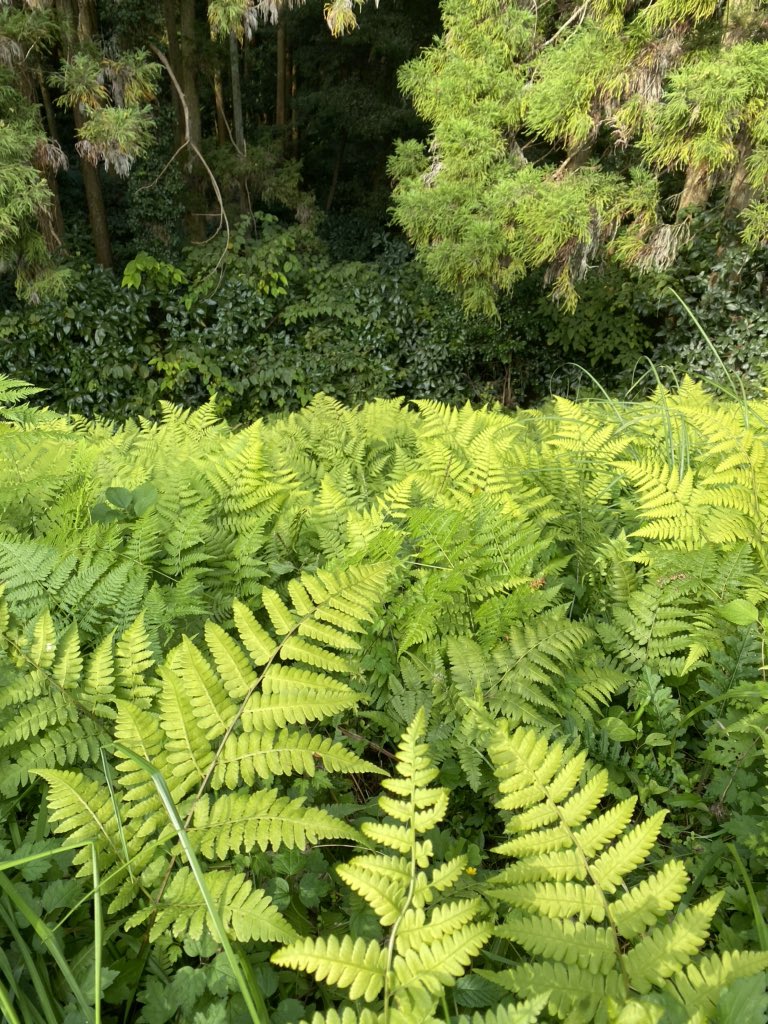 よしつー これはなんて種類のシダ植物でしょうか 植物の名前 植物のある暮らし