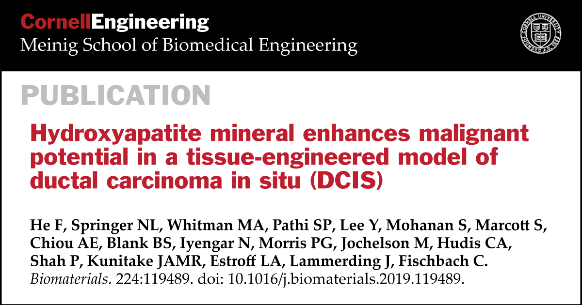 Cornell Bme Article Cornellbme Jan Lammerding And Claudia Fischbach Fischbcl17 In Biomaterials Hydroxyapatite Mineral Enhances Malignant Potential In A Tissue Engineered Model Of Ductal Carcinoma In Situ Dcis T Co