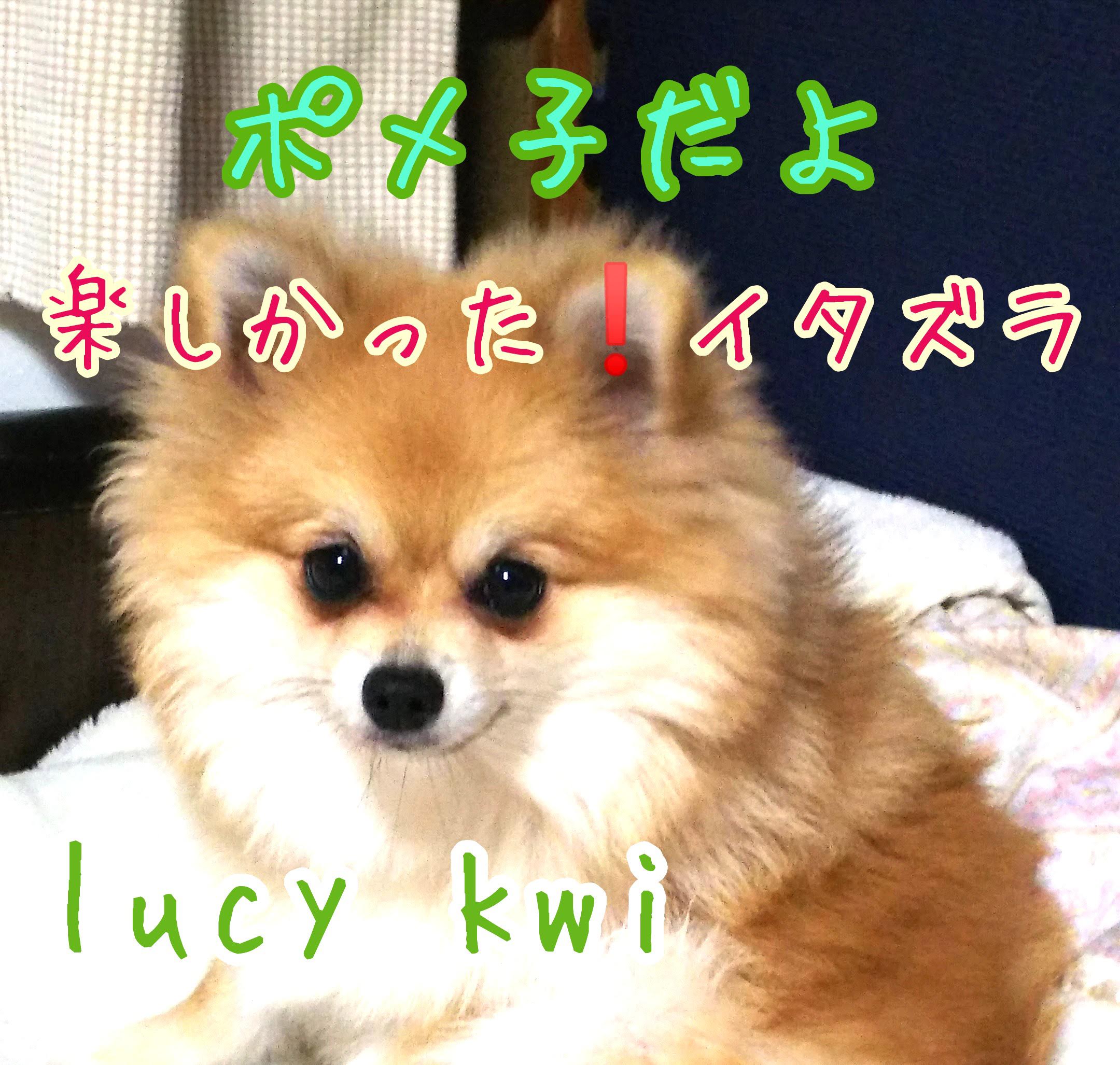 ポメラニアン赤ちゃん Twitter Search Twitter