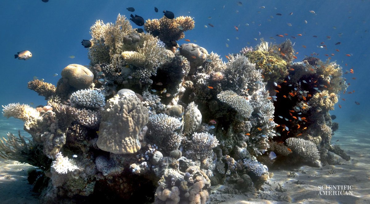 A new computer algorithm can essentially “remove” water from underwater photos. This could be a major boon to marine scientists and underwater photographers. My latest in <a href="/sciam/">Scientific American</a> scientificamerican.com/video/seeing-t… <a href="/DEMA_Show/">DEMA Show</a>