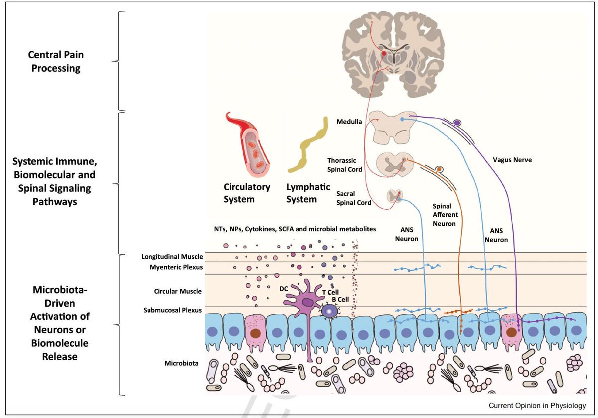 GutMicrobiota Health (@gmfhx) on Twitter photo The microbiota-gut-brain axis might have implications beyond the gut and behaviour. In this recent review, <a href="/kieran_rea/">Kieran Rea</a>, <a href="/somahony1/">Dr Siobhain M. O'Mahony</a>, <a href="/TedDinan/">Timothy Dinan</a> & <a href="/jfcryan/">John F. Cryan</a> update available data on the role of gut microbiota in visceral, inflammatory & neuropathic pain states ow.ly/pScU30pS9Yh The microbiota-gut-brain axis might have implications beyond the gut and behaviour. In this recent review, <a href="/kieran_rea/">Kieran Rea</a>, <a href="/somahony1/">Dr Siobhain M. O'Mahony</a>, <a href="/TedDinan/">Timothy Dinan</a> & <a href="/jfcryan/">John F. Cryan</a> update available data on the role of gut microbiota in visceral, inflammatory & neuropathic pain states ow.ly/pScU30pS9Yh