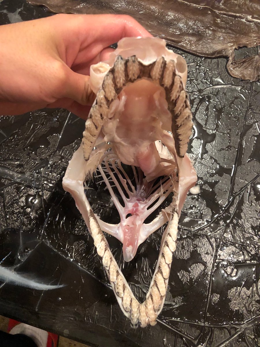 Sorari 頭骨と顎の骨です 三又の歯を一つも取りこぼさず 無事徐肉出来ました こちらから見るラブカも最高に格好良いです