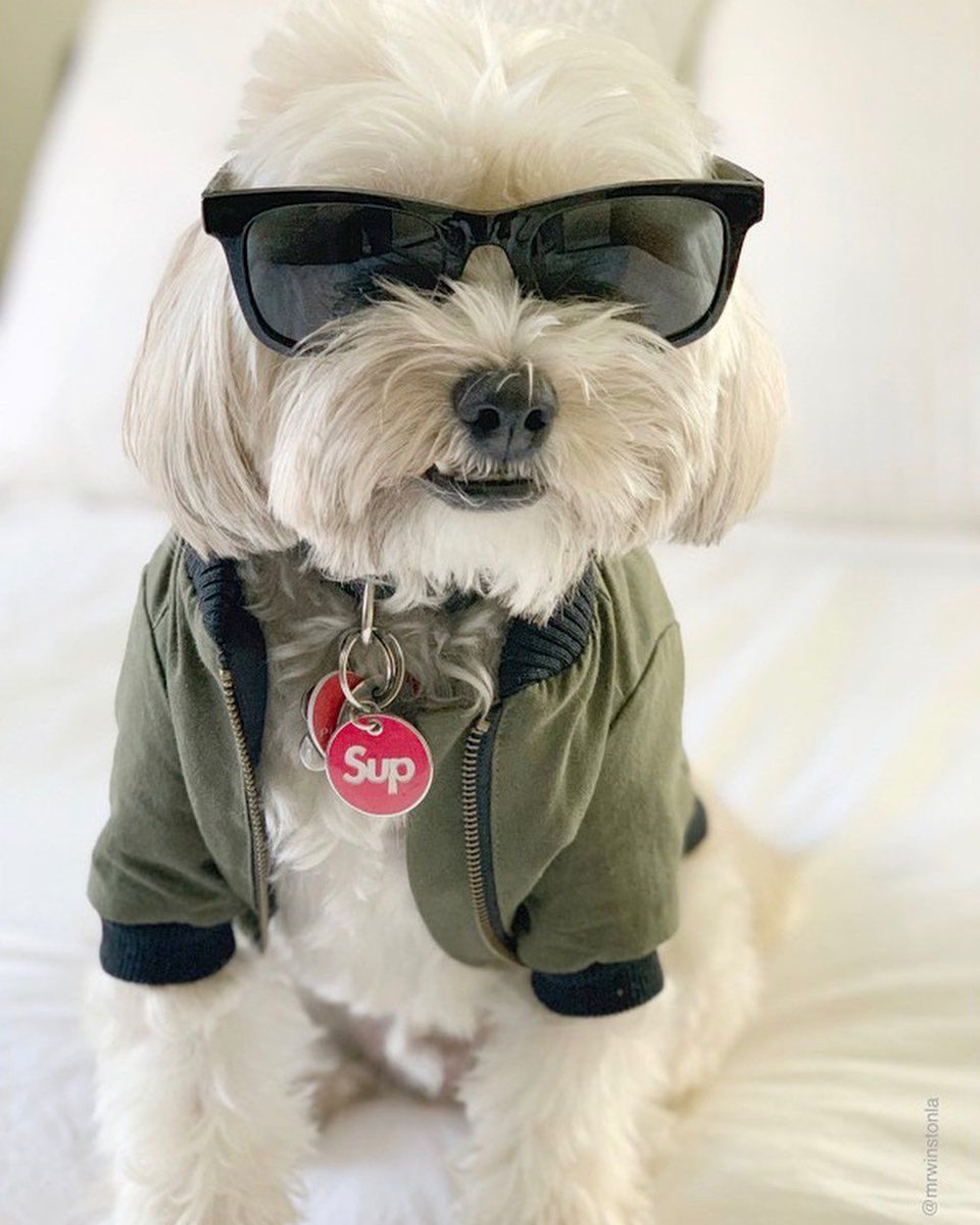 TheSuaveDog's tweet photo. 🎵Play that funky muuuuusic white dog!🎵

Follow @TheSuaveDog for more
Tag your pawrents 👫
📸 by @mrwinstonla on Twitter!!

#dogsoftwitter #suavedog #dogsunglasses #dogsinsunglasses
#doglover #dogoftheday #pets #doglovers #ilovemydog #doglife 
#photooftheday #doglove #cutedog https://t.co/odcsjJnT2q