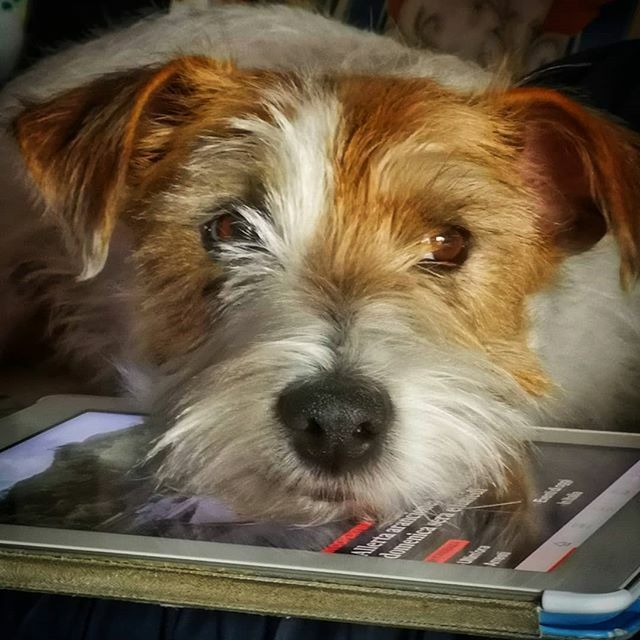 Magiko883's tweet photo. #jackrussell #jackrussellterrier #pacothedog #dog #pets #friend #instadog #ig_dog https://t.co/TyooYAtskA https://t.co/GG23Le2DWT