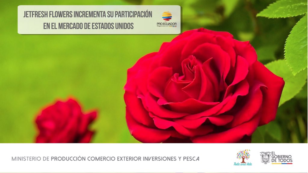 PRO ECUADOR North America (@proecuadornoram) on Twitter photo 🔴¡BUENAS NOTICIAS! La empresa ecuatoriana <a href="/JetFreshFlowers/">Jet Fresh Flowers</a> concretó la exportación de rosas con un nuevo cliente del medio oeste de EE.UU. 🇺🇸,resultado de su participación en la #MacrorruedaEcuador 2019 y el apoyo de la OCE de <a href="/proecuadornoram/">PRO ECUADOR North America</a> en Chicago y Sectorialista🌹. 🔴¡BUENAS NOTICIAS! La empresa ecuatoriana <a href="/JetFreshFlowers/">Jet Fresh Flowers</a> concretó la exportación de rosas con un nuevo cliente del medio oeste de EE.UU. 🇺🇸,resultado de su participación en la #MacrorruedaEcuador 2019 y el apoyo de la OCE de <a href="/proecuadornoram/">PRO ECUADOR North America</a> en Chicago y Sectorialista🌹.