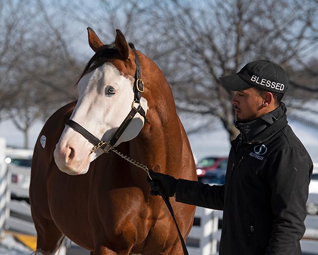 BH_AEberhardt's tweet photo. #SouthernPhantom all grown up and ready for the sales @Keeneland. From his @bloodhorse naming contest as a foal to training in Saratoga to the @Keenelandsales. #PrettyBoy #Flashy #fanfavorite
@selectsalesagt https://t.co/bJurMxrgkH