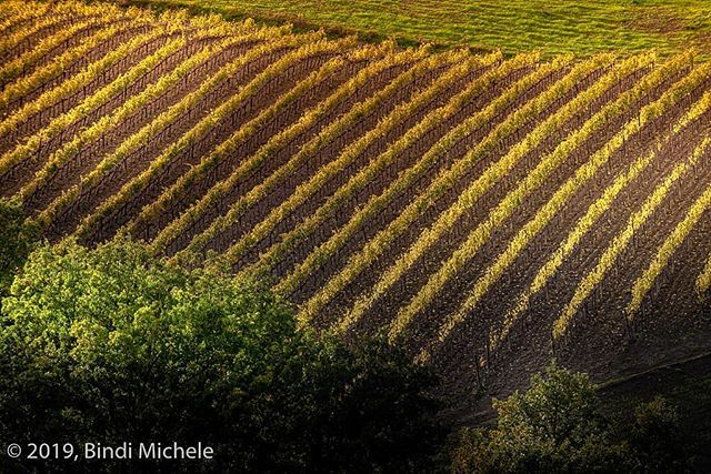 BindiMichele's tweet photo. Vineyards in Montalcino - Tuscany #photooftheday  #photoofday  #photography #photographer #autunno  #TFLers #fun #art  #artist #best #bestoftheday #montalcino #art_bind #brunellodimontalcino #tuscany #toscana #vineyard #vigneti #autumn #sienafotoclub #wo… https://t.co/Ou3D8hPD3H https://t.co/4GSIXqGrNs