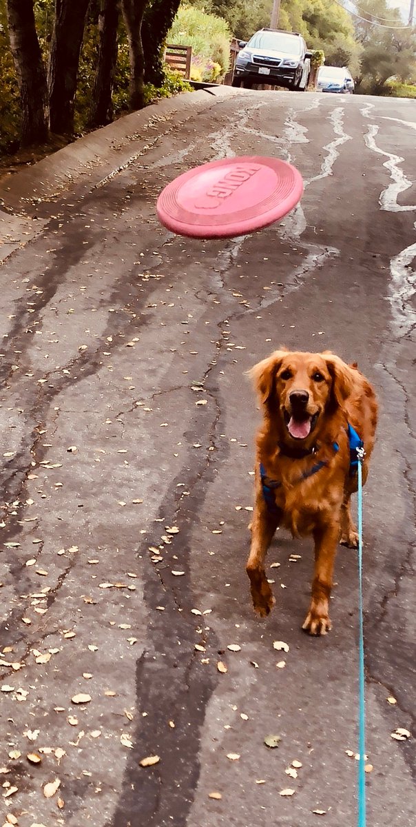 DoodyCallsSM's tweet photo. Cody in anticipation of catching the frisbee ! Tech Tom keeping them happy! https://t.co/l0ESl6ihMv