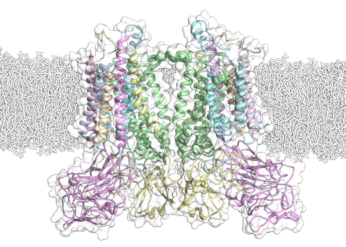 Matt Johnson (@johnson_mattp) on Twitter photo Very proud of our Cryo-EM structure of the spinach cytochrome b6f complex at 3.6Å resolution in
<a href="/nature/">nature</a> Fantastic work by Lorna Malone and Guy Mayneord disq.us/t/3jmfdgm with special thanks to
<a href="/Bex_16/">Rebecca Thompson</a> <a href="/naranson/">Neil Ranson</a> and the <a href="/AstburyCentre/">Understanding Life in Molecular Detail</a> (1/5) Very proud of our Cryo-EM structure of the spinach cytochrome b6f complex at 3.6Å resolution in
<a href="/nature/">nature</a> Fantastic work by Lorna Malone and Guy Mayneord disq.us/t/3jmfdgm with special thanks to
<a href="/Bex_16/">Rebecca Thompson</a> <a href="/naranson/">Neil Ranson</a> and the <a href="/AstburyCentre/">Understanding Life in Molecular Detail</a> (1/5)